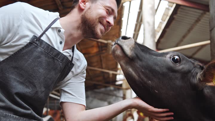 A farmer laughing as a cow nuzzles him