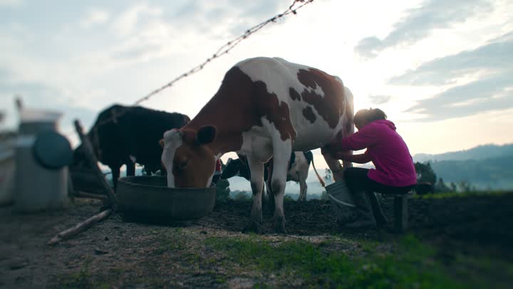 A farmer tending a cow in a field at sunset