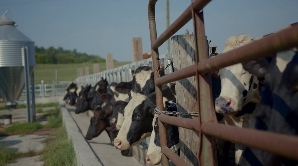 Holstein cows lined up at a feed fence beside a grain silo on a sunny dairy farm